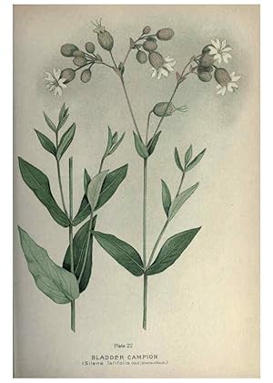 Seller image for Reproduccin/Reproduction 6045204059: Farm weeds of Canada Ottawa :Dept. of Agriculture,1923 for sale by EL BOLETIN