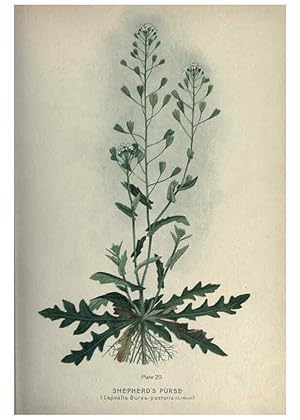 Seller image for Reproduccin/Reproduction 6045205413: Farm weeds of Canada Ottawa :Dept. of Agriculture,1923 for sale by EL BOLETIN