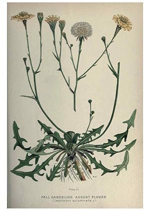 Seller image for Reproduccin/Reproduction 6045211541: Farm weeds of Canada Ottawa :Dept. of Agriculture,1923 for sale by EL BOLETIN