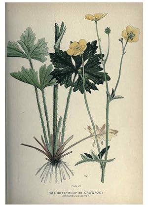 Seller image for Reproduccin/Reproduction 6045204387: Farm weeds of Canada Ottawa :Dept. of Agriculture,1923 for sale by EL BOLETIN