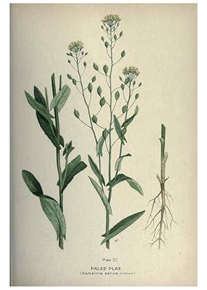 Seller image for Reproduccin/Reproduction 6045755328: Farm weeds of Canada Ottawa :Dept. of Agriculture,1923 for sale by EL BOLETIN