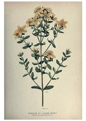 Seller image for Reproduccin/Reproduction 6045757478: Farm weeds of Canada Ottawa :Dept. of Agriculture,1923 for sale by EL BOLETIN