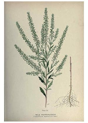 Seller image for Reproduccin/Reproduction 6045205135: Farm weeds of Canada Ottawa :Dept. of Agriculture,1923 for sale by EL BOLETIN