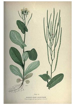 Seller image for Reproduccin/Reproduction 6045756194: Farm weeds of Canada Ottawa :Dept. of Agriculture,1923 for sale by EL BOLETIN