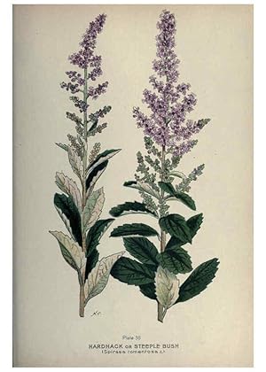 Seller image for Reproduccin/Reproduction 6045207241: Farm weeds of Canada Ottawa :Dept. of Agriculture,1923 for sale by EL BOLETIN