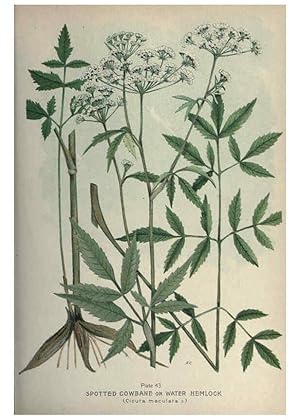 Seller image for Reproduccin/Reproduction 6045208415: Farm weeds of Canada Ottawa :Dept. of Agriculture,1923 for sale by EL BOLETIN