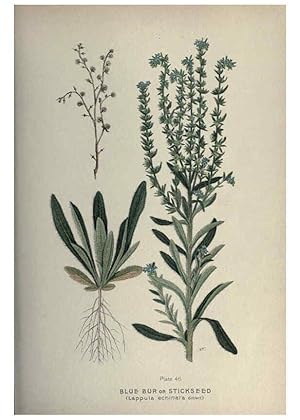 Seller image for Reproduccin/Reproduction 6045209083: Farm weeds of Canada Ottawa :Dept. of Agriculture,1923 for sale by EL BOLETIN