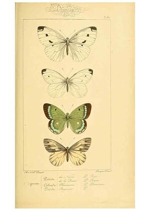 Seller image for Reproduccin/Reproduction 6053245963: Histoire naturelle des lpidoptres dEurope Paris :L. de Bure,1845 for sale by EL BOLETIN