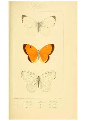 Seller image for Reproduccin/Reproduction 6053244483: Histoire naturelle des lpidoptres dEurope Paris :L. de Bure,1845 for sale by EL BOLETIN