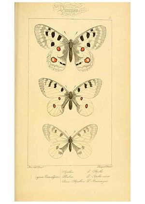 Seller image for Reproduccin/Reproduction 6053274913: Histoire naturelle des lpidoptres dEurope Paris :L. de Bure,1845 for sale by EL BOLETIN