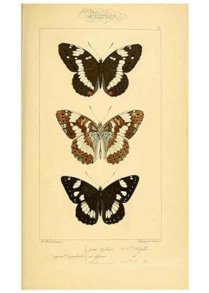 Seller image for Reproduccin/Reproduction 6053800684: Histoire naturelle des lpidoptres dEurope Paris :L. de Bure,1845 for sale by EL BOLETIN