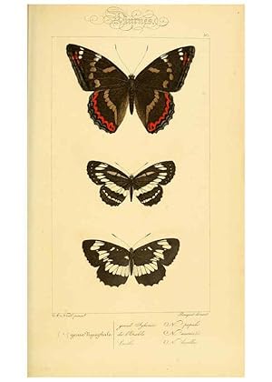 Seller image for Reproduccin/Reproduction 6053251063: Histoire naturelle des lpidoptres dEurope Paris :L. de Bure,1845 for sale by EL BOLETIN