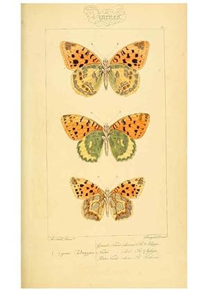 Seller image for Reproduccin/Reproduction 6053275641: Histoire naturelle des lpidoptres dEurope Paris :L. de Bure,1845 for sale by EL BOLETIN