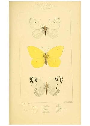 Seller image for Reproduccin/Reproduction 6053795162: Histoire naturelle des lpidoptres dEurope Paris :L. de Bure,1845 for sale by EL BOLETIN