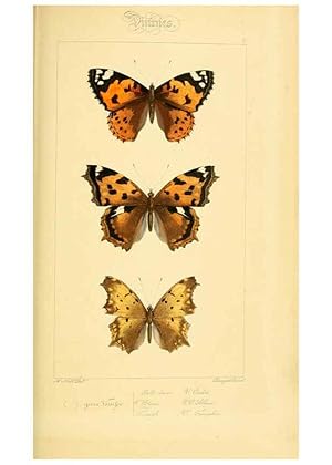 Seller image for Reproduccin/Reproduction 6053792536: Histoire naturelle des lpidoptres dEurope Paris :L. de Bure,1845 for sale by EL BOLETIN