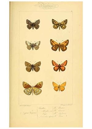 Seller image for Reproduccin/Reproduction 6053855860: Histoire naturelle des lpidoptres dEurope Paris :L. de Bure,1845 for sale by EL BOLETIN