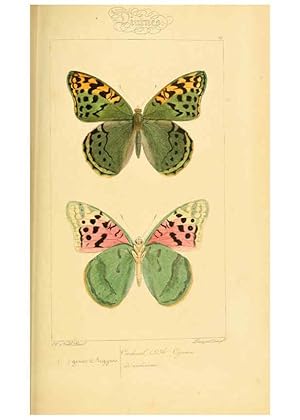 Seller image for Reproduccin/Reproduction 6053829042: Histoire naturelle des lpidoptres dEurope Paris :L. de Bure,1845 for sale by EL BOLETIN