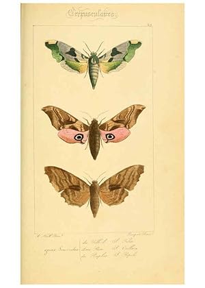 Seller image for Reproduccin/Reproduction 6053310045: Histoire naturelle des lpidoptres dEurope Paris :L. de Bure,1845 for sale by EL BOLETIN