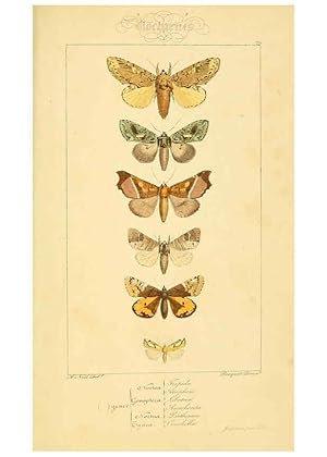 Seller image for Reproduccin/Reproduction 6053877482: Histoire naturelle des lpidoptres dEurope Paris :L. de Bure,1845 for sale by EL BOLETIN