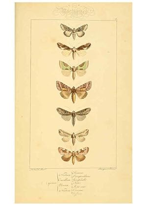 Seller image for Reproduccin/Reproduction 6053327709: Histoire naturelle des lpidoptres dEurope Paris :L. de Bure,1845 for sale by EL BOLETIN