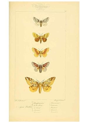 Seller image for Reproduccin/Reproduction 6053864620: Histoire naturelle des lpidoptres dEurope Paris :L. de Bure,1845 for sale by EL BOLETIN