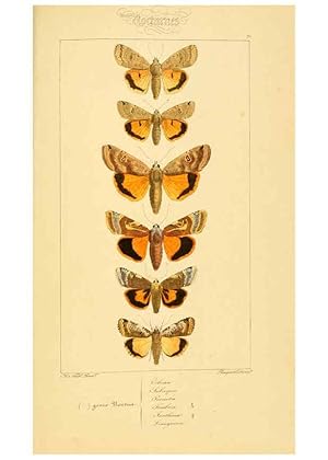 Seller image for Reproduccin/Reproduction 6053867358: Histoire naturelle des lpidoptres dEurope Paris :L. de Bure,1845 for sale by EL BOLETIN