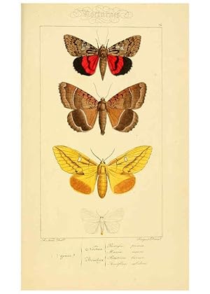 Seller image for Reproduccin/Reproduction 6053326131: Histoire naturelle des lpidoptres dEurope Paris :L. de Bure,1845 for sale by EL BOLETIN