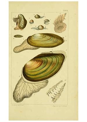 Seller image for Reproduccin/Reproduction 6052405521: Illustrations of the land and fresh water conchology of Great Britain and Ireland London,Smith, Elder, and co.; [etc., etc.]1845 for sale by EL BOLETIN