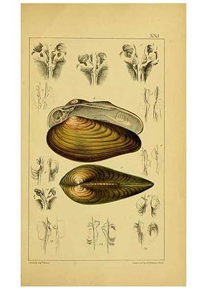 Seller image for Reproduccin/Reproduction 6052403665: Illustrations of the land and fresh water conchology of Great Britain and Ireland London,Smith, Elder, and co.; [etc., etc.]1845 for sale by EL BOLETIN