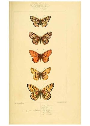 Seller image for Reproduccin/Reproduction 6053830602: Histoire naturelle des lpidoptres dEurope Paris :L. de Bure,1845 for sale by EL BOLETIN