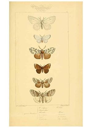 Seller image for Reproduccin/Reproduction 6053314635: Histoire naturelle des lpidoptres dEurope Paris :L. de Bure,1845 for sale by EL BOLETIN