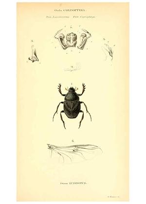 Seller image for Reproduccin/Reproduction 6049329973: Genera qudam insectorum. Iconibus illustravit et descripsit Hermannus Burmeister . Volumen I. continet tabulas XL. Berlini,sumtibus A. Burmeister,1838-46 for sale by EL BOLETIN