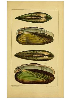 Seller image for Reproduccin/Reproduction 6052403431: Illustrations of the land and fresh water conchology of Great Britain and Ireland London,Smith, Elder, and co.; [etc., etc.]1845 for sale by EL BOLETIN