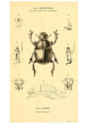 Seller image for Reproduccin/Reproduction 6049882946: Genera qudam insectorum. Iconibus illustravit et descripsit Hermannus Burmeister . Volumen I. continet tabulas XL. Berlini,sumtibus A. Burmeister,1838-46 for sale by EL BOLETIN