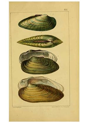 Seller image for Reproduccin/Reproduction 6052402955: Illustrations of the land and fresh water conchology of Great Britain and Ireland London,Smith, Elder, and co.; [etc., etc.]1845 for sale by EL BOLETIN