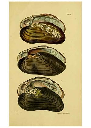Seller image for Reproduccin/Reproduction 6052404217: Illustrations of the land and fresh water conchology of Great Britain and Ireland London,Smith, Elder, and co.; [etc., etc.]1845 for sale by EL BOLETIN
