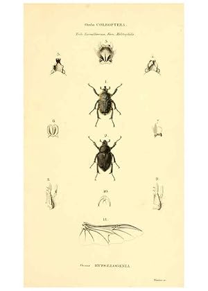 Seller image for Reproduccin/Reproduction 6049334843: Genera qudam insectorum. Iconibus illustravit et descripsit Hermannus Burmeister . Volumen I. continet tabulas XL. Berlini,sumtibus A. Burmeister,1838-46 for sale by EL BOLETIN