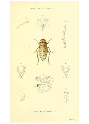 Seller image for Reproduccin/Reproduction 6049324065: Genera qudam insectorum. Iconibus illustravit et descripsit Hermannus Burmeister . Volumen I. continet tabulas XL. Berlini,sumtibus A. Burmeister,1838-46 for sale by EL BOLETIN