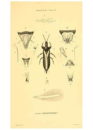 Seller image for Reproduccin/Reproduction 6049328507: Genera qudam insectorum. Iconibus illustravit et descripsit Hermannus Burmeister . Volumen I. continet tabulas XL. Berlini,sumtibus A. Burmeister,1838-46 for sale by EL BOLETIN