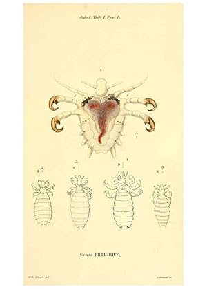 Seller image for Reproduccin/Reproduction 6049322095: Genera qudam insectorum. Iconibus illustravit et descripsit Hermannus Burmeister . Volumen I. continet tabulas XL. Berlini,sumtibus A. Burmeister,1838-46 for sale by EL BOLETIN