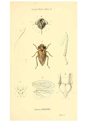 Seller image for Reproduccin/Reproduction 6049876344: Genera qudam insectorum. Iconibus illustravit et descripsit Hermannus Burmeister . Volumen I. continet tabulas XL. Berlini,sumtibus A. Burmeister,1838-46 for sale by EL BOLETIN