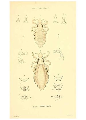 Seller image for Reproduccin/Reproduction 6049874960: Genera qudam insectorum. Iconibus illustravit et descripsit Hermannus Burmeister . Volumen I. continet tabulas XL. Berlini,sumtibus A. Burmeister,1838-46 for sale by EL BOLETIN