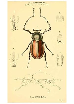 Seller image for Reproduccin/Reproduction 6049331653: Genera qudam insectorum. Iconibus illustravit et descripsit Hermannus Burmeister . Volumen I. continet tabulas XL. Berlini,sumtibus A. Burmeister,1838-46 for sale by EL BOLETIN