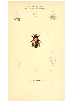 Seller image for Reproduccin/Reproduction 6049887170: Genera qudam insectorum. Iconibus illustravit et descripsit Hermannus Burmeister . Volumen I. continet tabulas XL. Berlini,sumtibus A. Burmeister,1838-46 for sale by EL BOLETIN