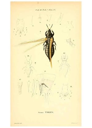 Seller image for Reproduccin/Reproduction 6049328853: Genera qudam insectorum. Iconibus illustravit et descripsit Hermannus Burmeister . Volumen I. continet tabulas XL. Berlini,sumtibus A. Burmeister,1838-46 for sale by EL BOLETIN