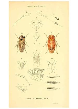 Seller image for Reproduccin/Reproduction 6049324699: Genera qudam insectorum. Iconibus illustravit et descripsit Hermannus Burmeister . Volumen I. continet tabulas XL. Berlini,sumtibus A. Burmeister,1838-46 for sale by EL BOLETIN