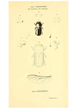 Seller image for Reproduccin/Reproduction 6049886158: Genera qudam insectorum. Iconibus illustravit et descripsit Hermannus Burmeister . Volumen I. continet tabulas XL. Berlini,sumtibus A. Burmeister,1838-46 for sale by EL BOLETIN