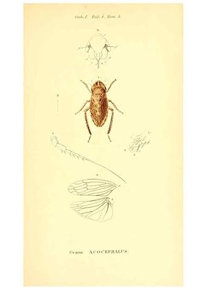 Seller image for Reproduccin/Reproduction 6049325199: Genera qudam insectorum. Iconibus illustravit et descripsit Hermannus Burmeister . Volumen I. continet tabulas XL. Berlini,sumtibus A. Burmeister,1838-46 for sale by EL BOLETIN