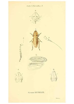 Seller image for Reproduccin/Reproduction 6049323559: Genera qudam insectorum. Iconibus illustravit et descripsit Hermannus Burmeister . Volumen I. continet tabulas XL. Berlini,sumtibus A. Burmeister,1838-46 for sale by EL BOLETIN