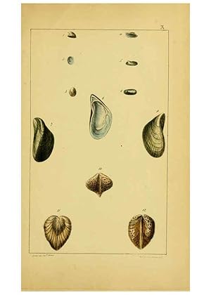 Seller image for Reproduccin/Reproduction 6052927610: Illustrations of the land and fresh water conchology of Great Britain and Ireland London,Smith, Elder, and co.; [etc., etc.]1845 for sale by EL BOLETIN